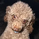 @olympuspoodle