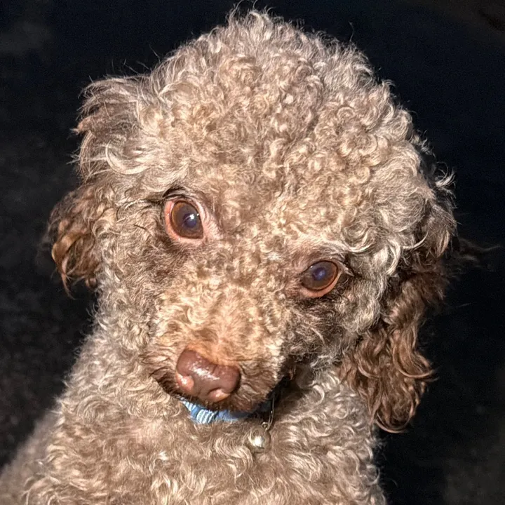 olympuspoodle