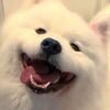 petlove1103