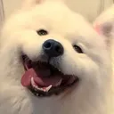 @petlove1103
