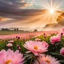 @diba795