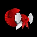 @fish_in_love