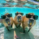 @mynameiscapybara123