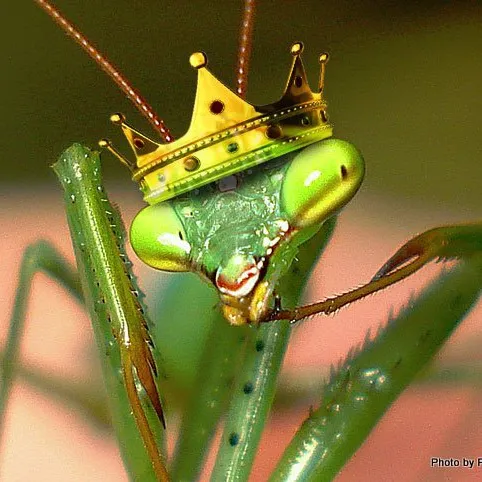 mythic.mantis