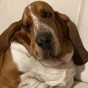 @olaf.babahound