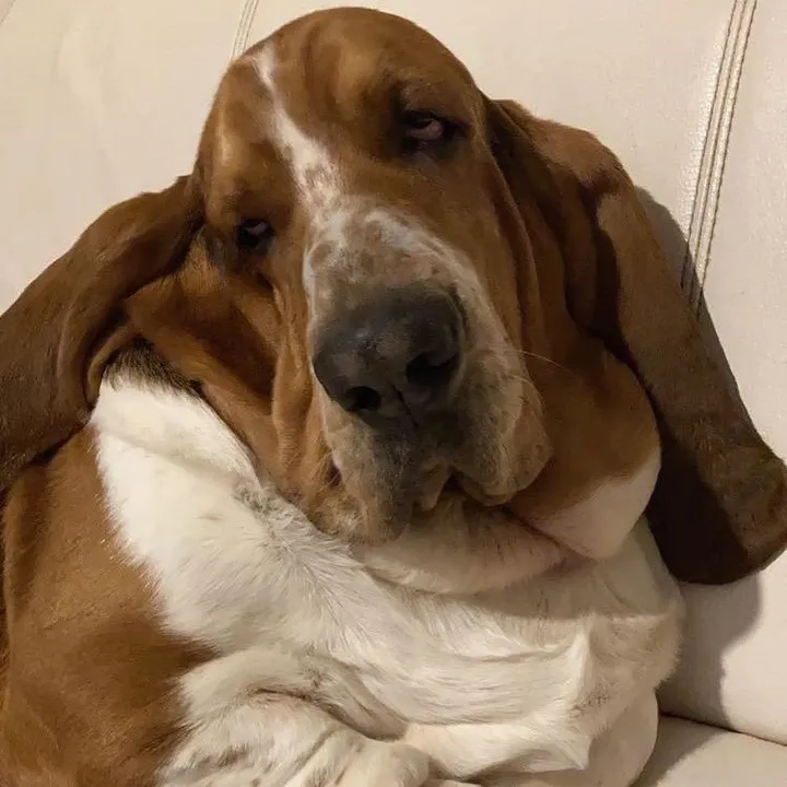 olaf.babahound