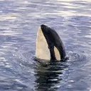 @gentleorcaandy