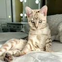@lovelybengals