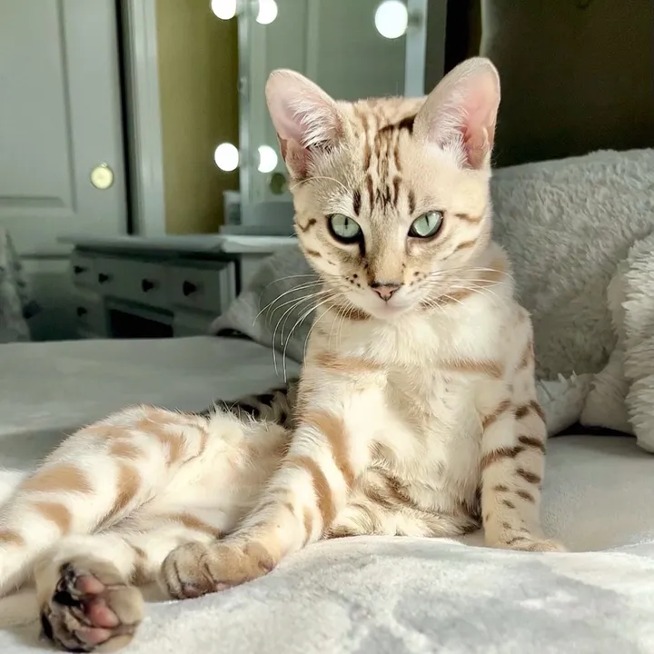 lovelybengals