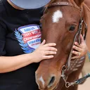@none_other_horsemanship