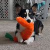 thecorgimonty