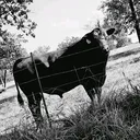 @triplettranch