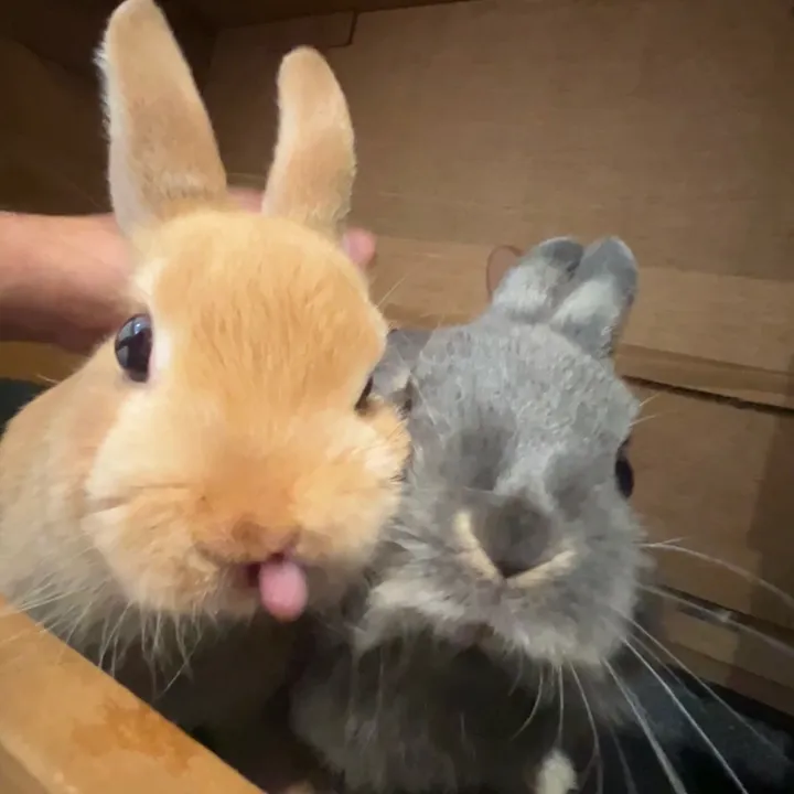@abmediabunnies