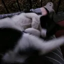 @crazyboy6909.clip