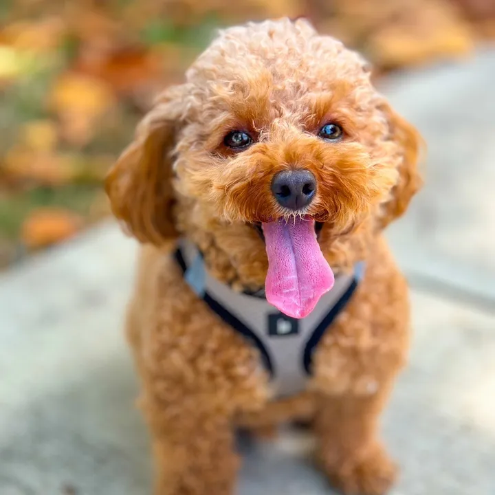 poodleboyteddy