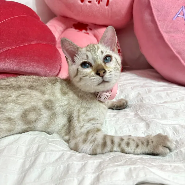 mirajanethebengal
