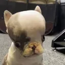 @audmoon
