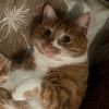 aloothecat_