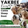 yakbeefarms