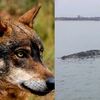 hope_shadow_wolf_dog