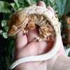 clovercrestcritters