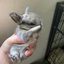 @so_many_creatures