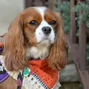 @annie_rae_the_cavalier
