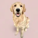 @talagoldentail