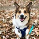 @mr_ollie_corgi