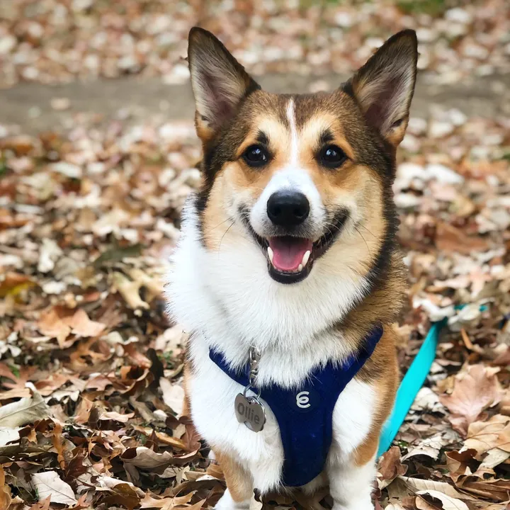 mr_ollie_corgi