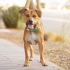 goodvibesdogtography