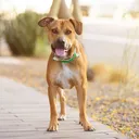 @goodvibesdogtography