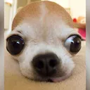@zombieneedbrainz