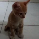 @scp1246
