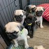 pug.puppies.world