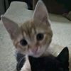 denaya.hite
