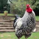 @chickenhappyhour