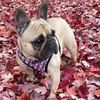 pradathefrenchi