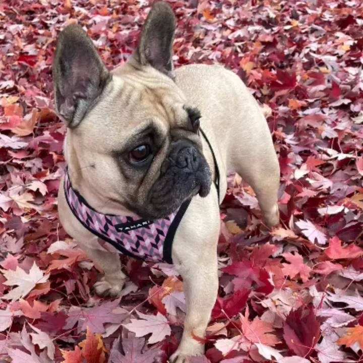 pradathefrenchi