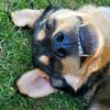 joeytherescue