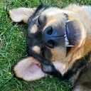 @joeytherescue