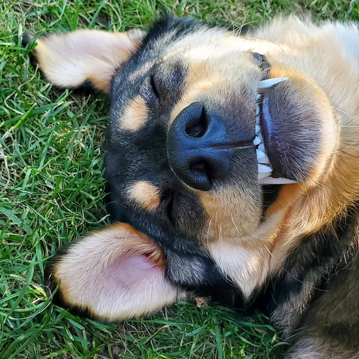 @joeytherescue