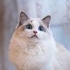 pethomewow