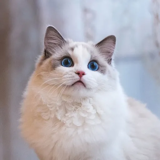 pethomewow
