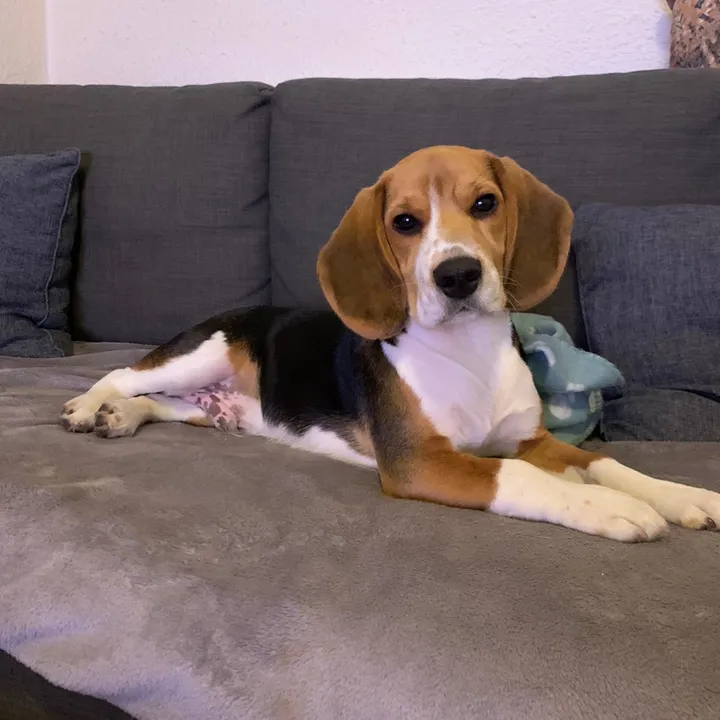 @biggieelbeagle