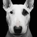 @frankie.thebully