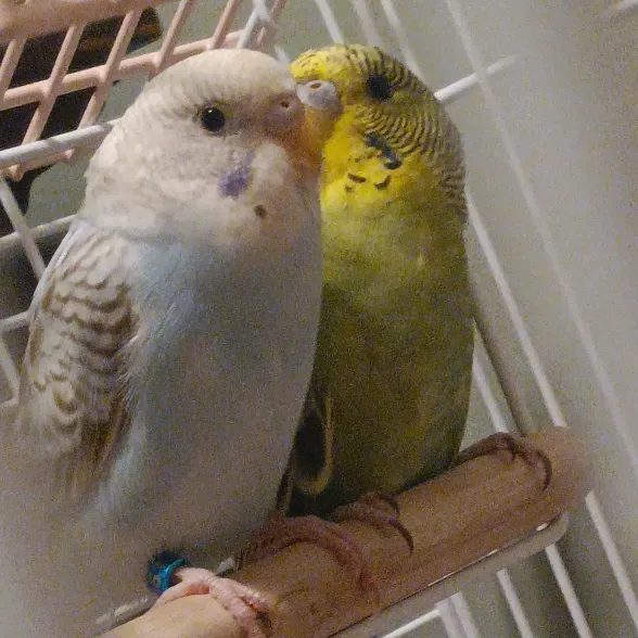 @.budgies._