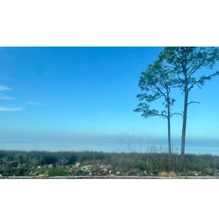 pine.palm