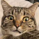 @thecrazyfurbabies