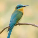 @uniquebirdfacts